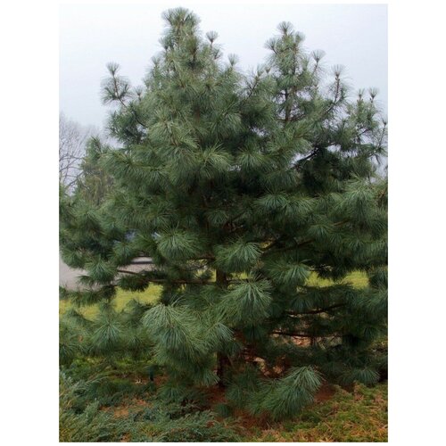    (Pinus koraiensis), 15  450