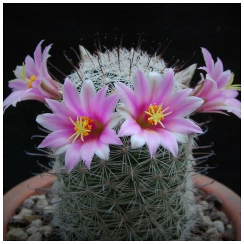     Mammillaria grahamii f. oliviae SB-371 10 . 350