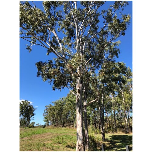    (. Eucalyptus tereticornis)  500 382