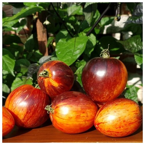   (. Solanum lycopersicum)  10 312