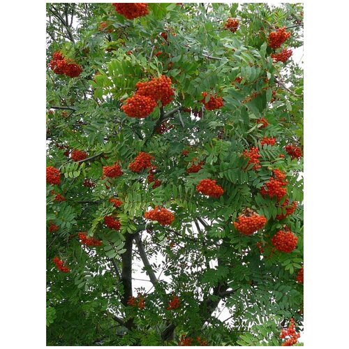    (Sorbus aucuparia), 75  1050