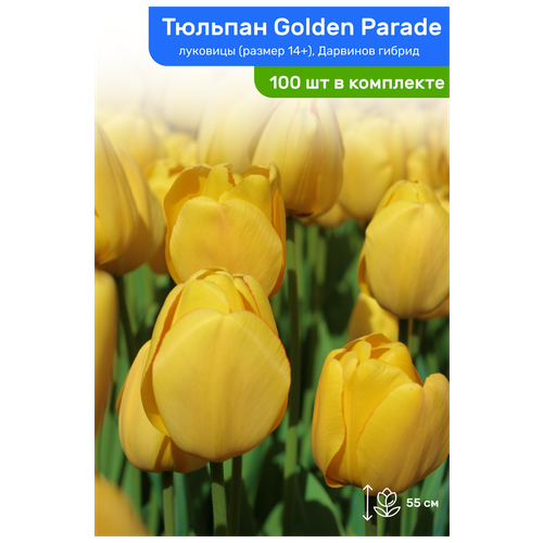  Golden Parade ( ), ,  14+,   100 , ,    6900 