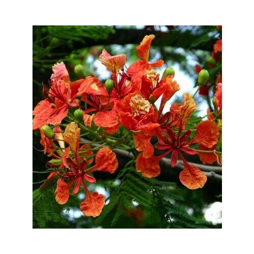   -   (. Delonix Regia)  15 327