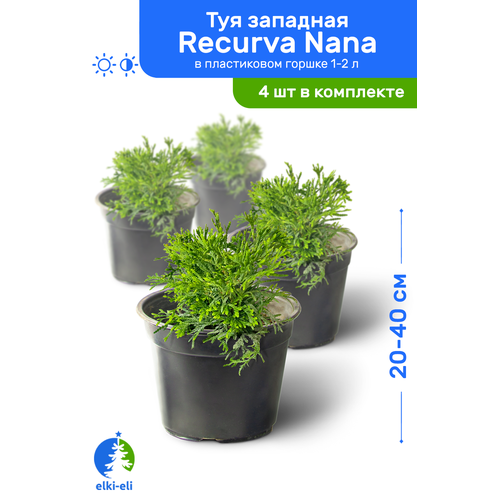   Recurva Nana ( ) 20-40     1-2 , ,   ,   4  4200