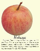 Нобилис