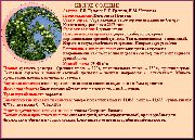 Белое солнце