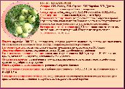Ренет Кубанский