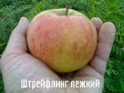 ���������� ����� ���� ������