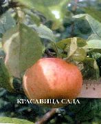 Красавица сада