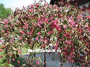 Роялти (Декоративная яблоня)