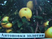 Антоновка золотая