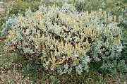 ������� �������� ��� ����, �����������, ������� � ����, ���������� � �������, ������ Salix �������
