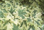 ������� �������� ���� ����, �����������, ������� � ����, ���������� � �������, ������ Acer �������