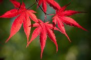 ������� �������� ���� ����, �����������, ������� � ����, ���������� � �������, ������ Acer �������