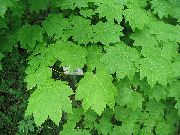 ������� �������� ���� ����, �����������, ������� � ����, ���������� � �������, ������ Acer �������