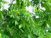 ���� Juglans