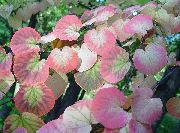 ��������  Cercidiphyllum