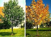 Ясень Fraxinus