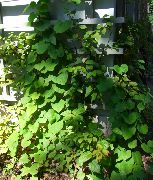 ����������� ������������� (�������� ���������) Aristolochia macrophylla