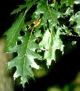 ������� �������� ���  ����, �����������, ������� � ����, ���������� � �������, ������ Quercus  �������