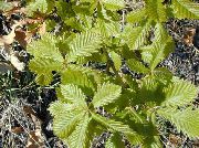 ������� �������� ���  ����, �����������, ������� � ����, ���������� � �������, ������ Quercus  �������