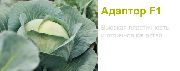 Адаптор F1 (Сингента)