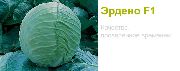 Эрдено F1(Сингента)