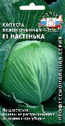 Настенька F1