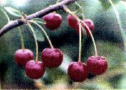 Десертная волжская