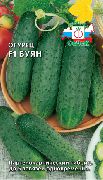 Буян F1