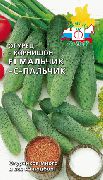 ������� � ������� F1 ���� �������