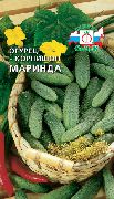 Маринда