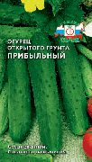 Прибыльный
