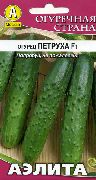 Петруха F1