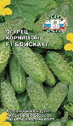�������� F1 ���� �������