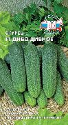 Диво Дивное F1