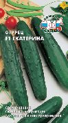 Екатерина F1