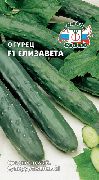 Елизавета F1