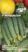 Мендельсон F1
