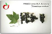 Алтайская поздняя