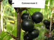 Селеченская 2