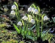 ����������� Leucojum 