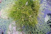 ������� ������� ����� ��������� ����, �����������, ������� � ����, ������ Eleocharis ������