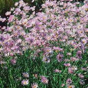 Болтония Boltonia asteroides