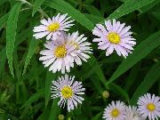 ������� ������� ����� �������� ����, �����������, ������� � ����, ������ Boltonia asteroides ������