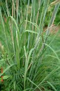 ������� ������� ����� ������� ������� ����, �����������, ������� � ����, ������ Andropogon ������