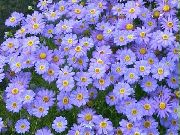 ��������� Brachyscome