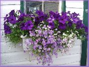��������� ������� ����� ��������� ����, �����������, ������� � ����, ������ Brachyscome ������