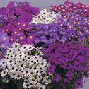 ���������� ������� ����� ��������� ����, �����������, ������� � ����, ������ Brachyscome ������