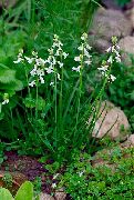 ������� Brimeura amethystina